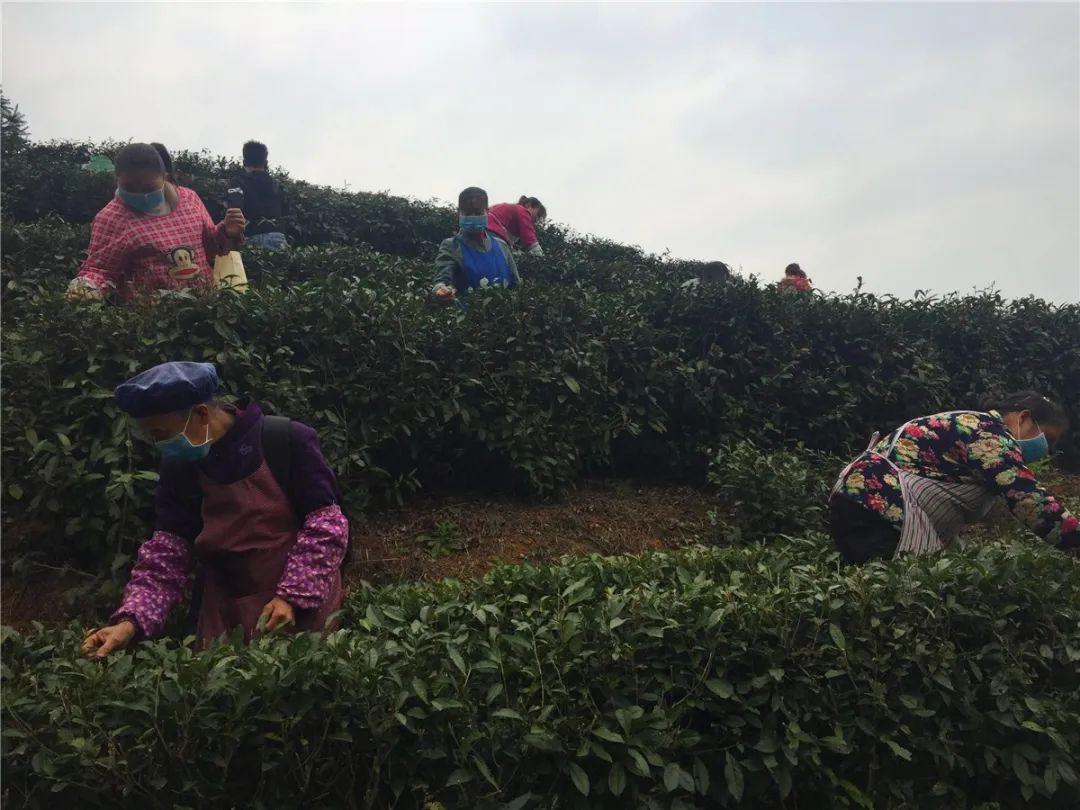 貞豐小屯鎮動態資訊，探索自然美景，尋覓內心平和之旅