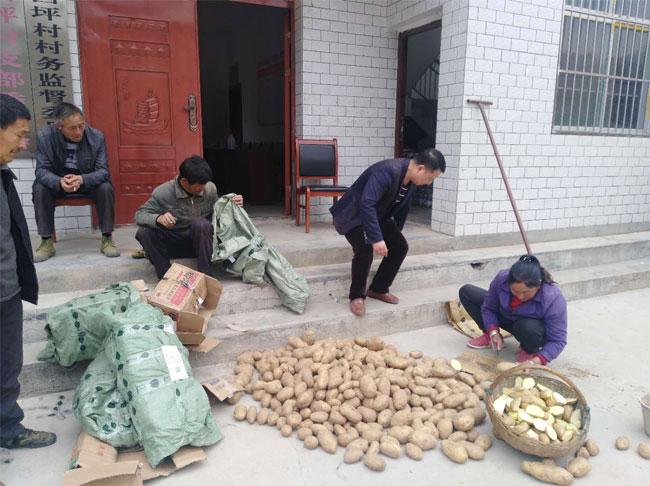 帶你走進五彩斑斕的土豆世界，最新土豆品種介紹