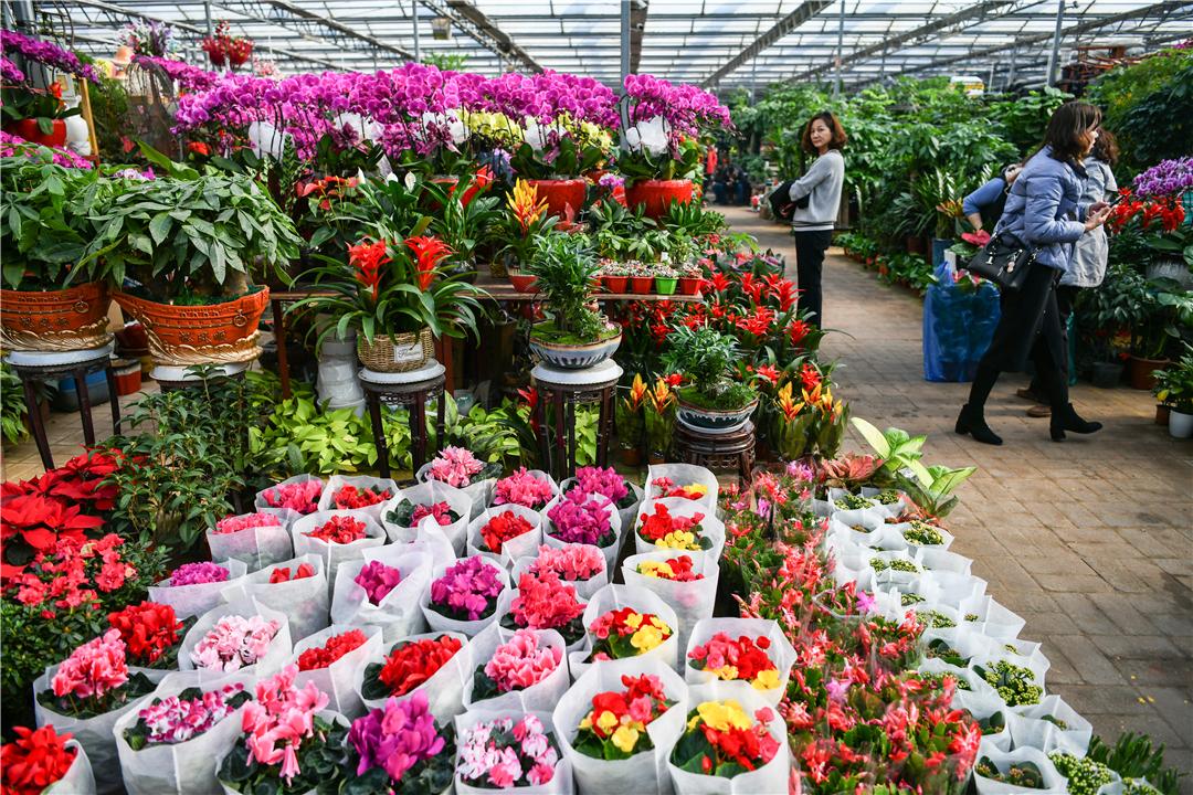 科技引領下的花卉市場新紀元，各種鮮花批發價格解析