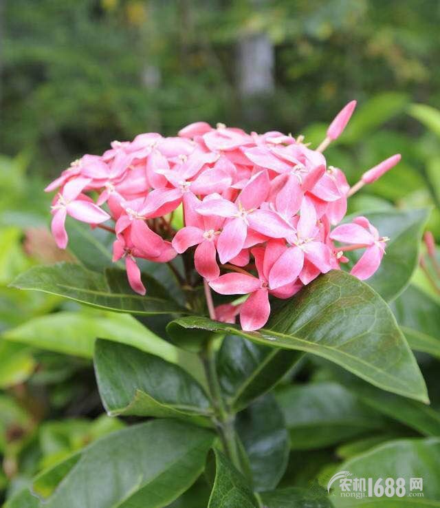 2025澳門精準正版免費大全,動態解讀分析_云端共享版66.815