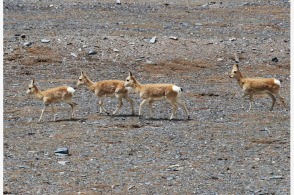 四不像正版+正版四不像,深入研究執行計劃_輕量版11.460