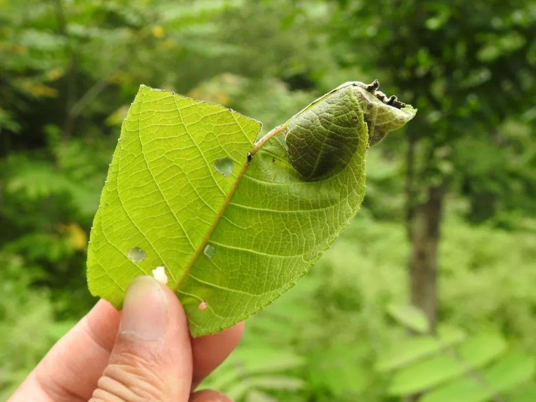 最新野外汽車體驗之旅，駛向自然，探尋內心平靜之道