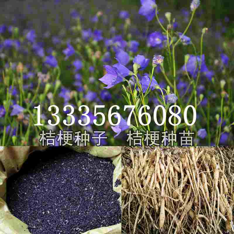 桔梗最新市場(chǎng)價(jià)格及市場(chǎng)趨勢(shì)深度解析