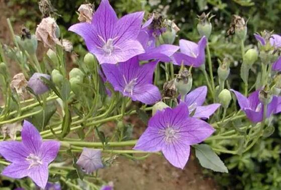 桔梗最新市場(chǎng)價(jià)格及市場(chǎng)趨勢(shì)深度解析