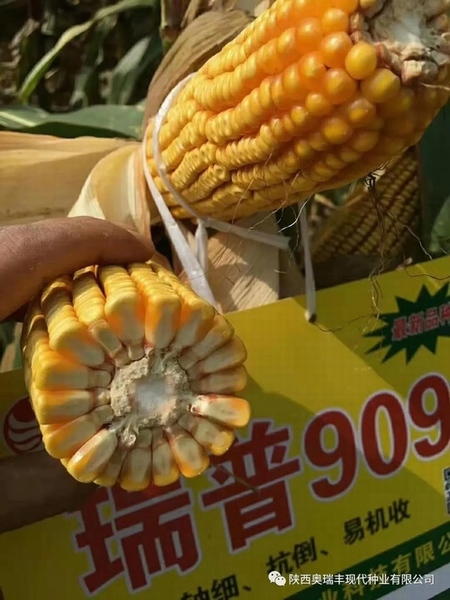 最新國審瑞普909品種，農業發展的雙刃劍揭秘