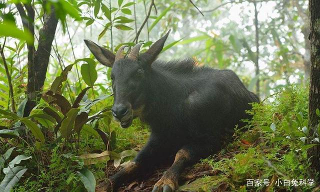 正版四不像資料生肖圖,案例實證分析_初學版95.362
