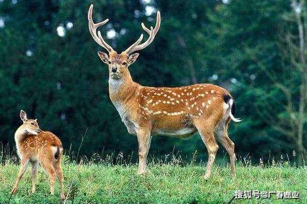 黃大仙免費資料大全最新,實時更新解釋介紹_仿真版71.790