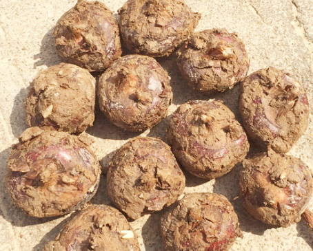 荔浦馬蹄價格行情新鮮發布，不容錯過！