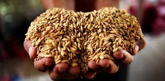 玉米須收購行情詳解,步驟指南與行情分析