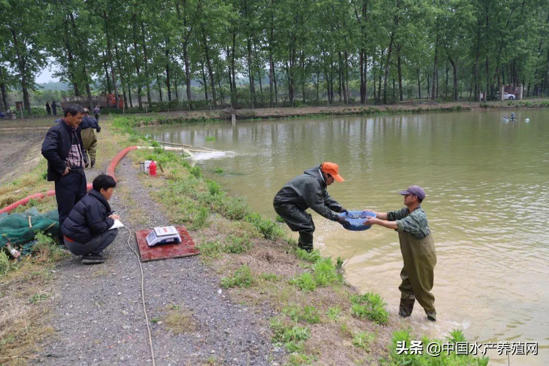 黃顙魚魚苗價格,歷史背景、現狀與解析