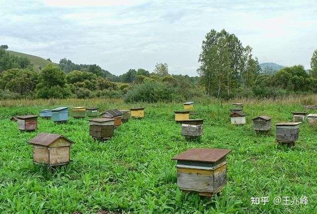 養蜂全步驟指南，把握行情，洞悉養蜂業發展趨勢