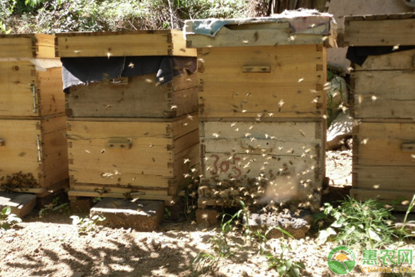 養蜂全步驟指南,把握行情,洞悉養蜂業發展趨勢