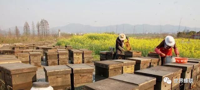 養蜂全步驟指南,把握行情,洞悉養蜂業發展趨勢