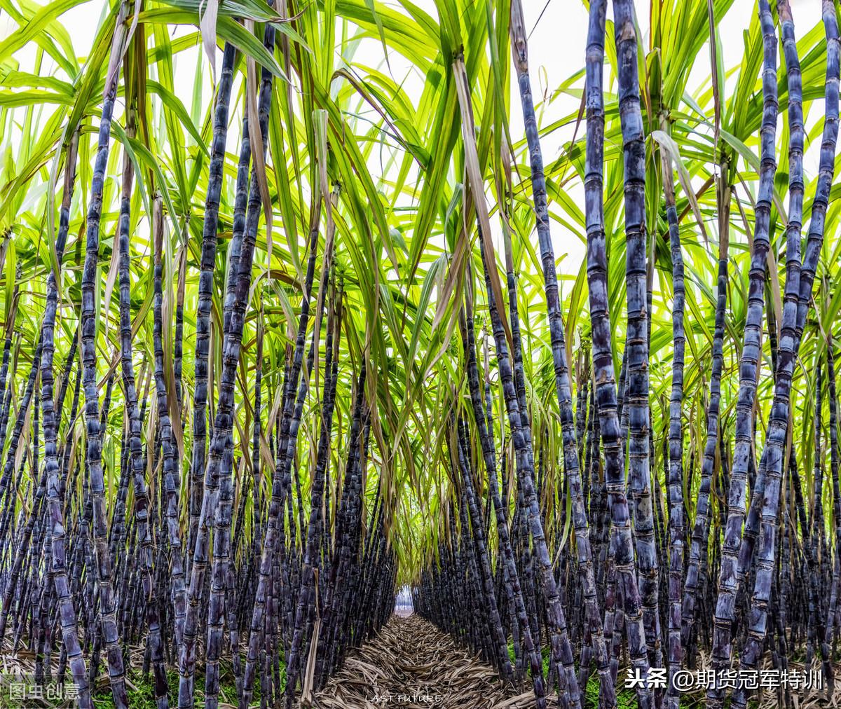 白糖期貨價格，時代印記與市場的風云變幻