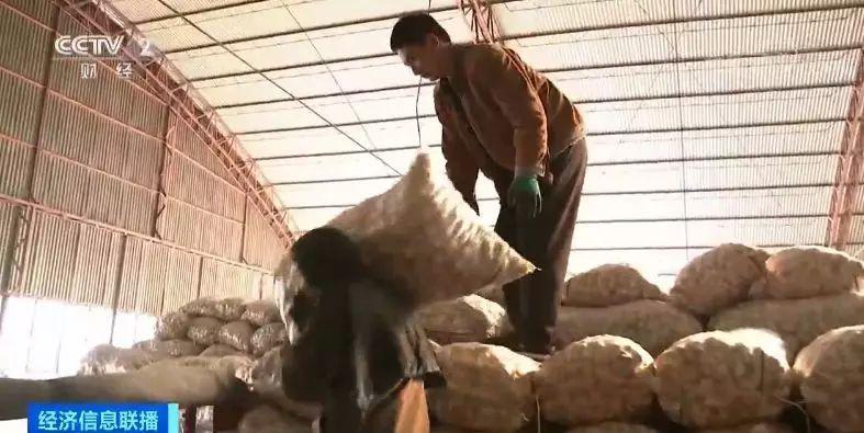 今日金鄉大蒜價格行情，科技引領市場新紀元