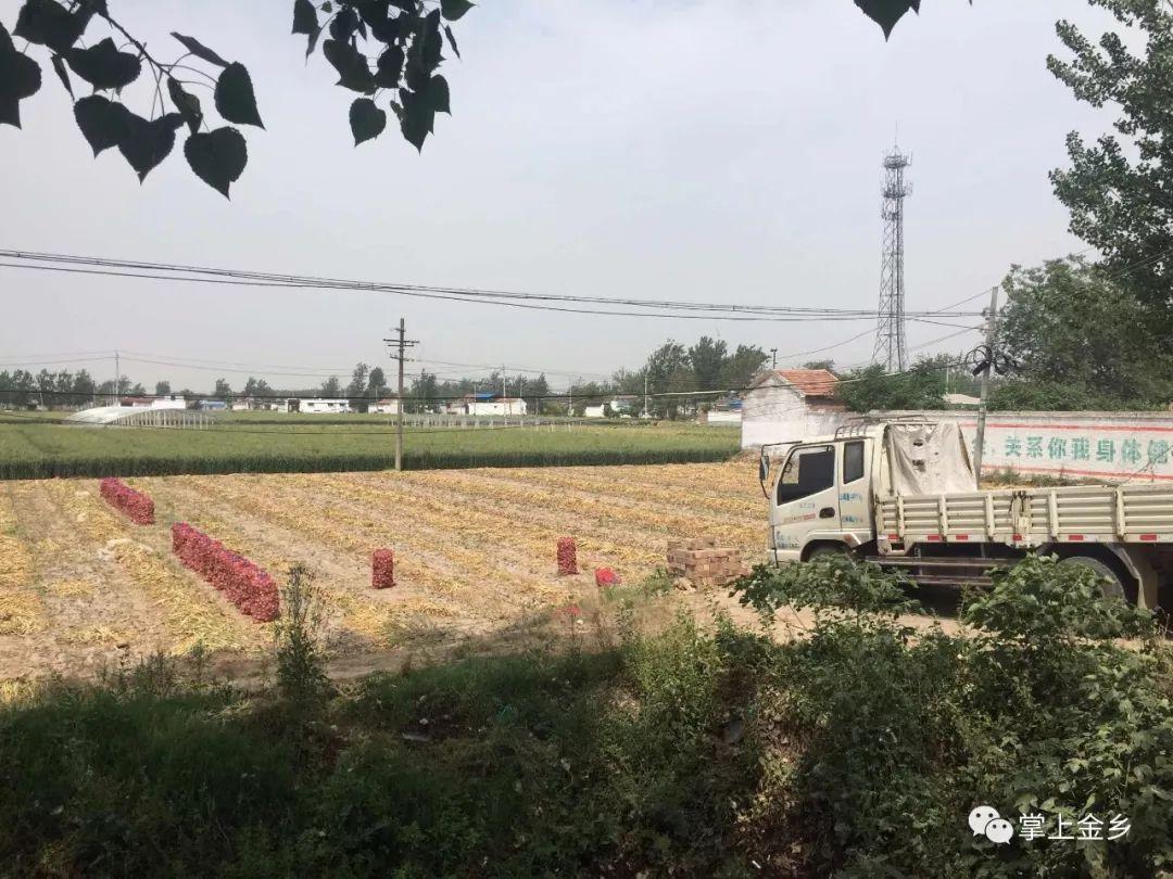 今日金鄉大蒜價格行情,科技引領市場新紀元