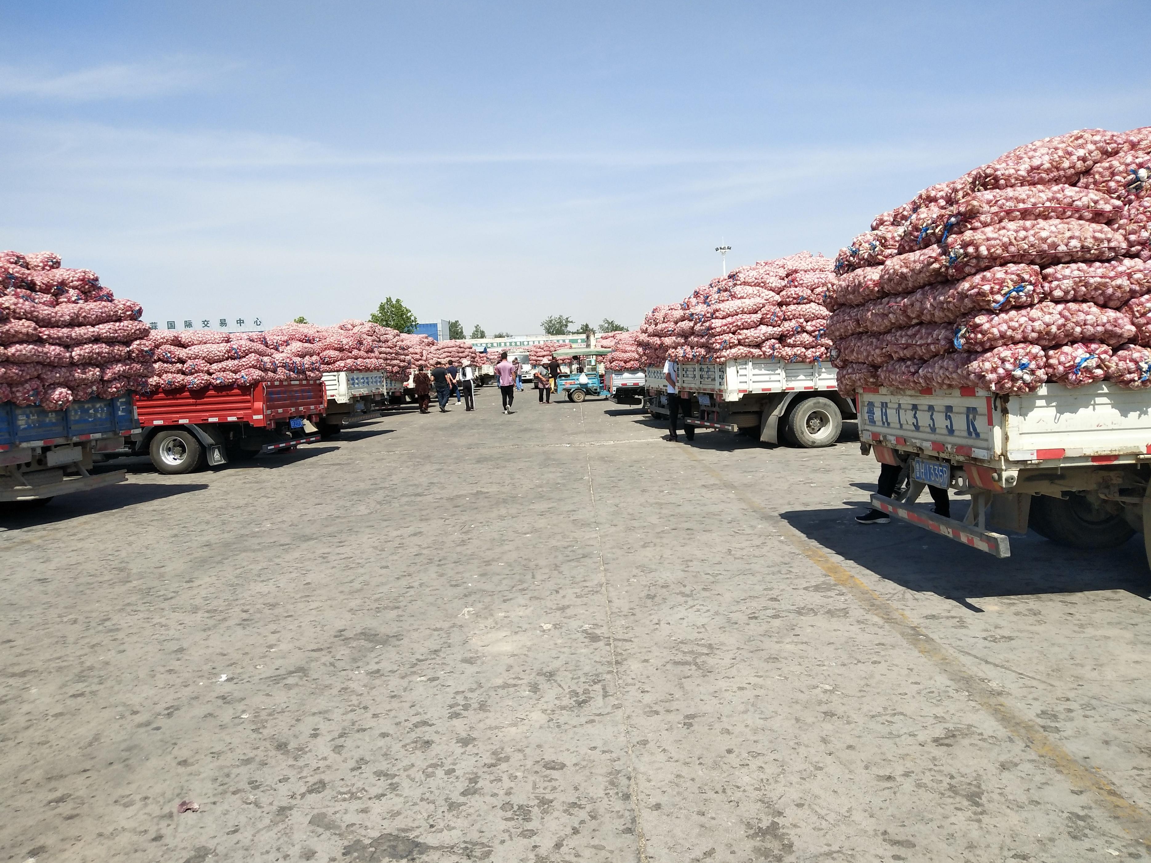 今日金鄉大蒜價格行情,科技引領市場新紀元