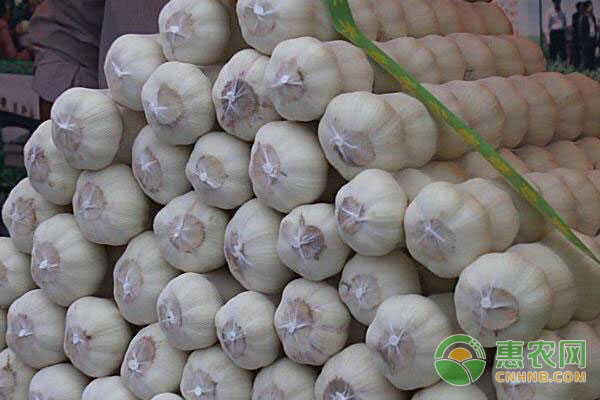 重慶大蒜價(jià)格最新動(dòng)態(tài)，變化中的學(xué)習(xí)助力自信與夢(mèng)想實(shí)現(xiàn)