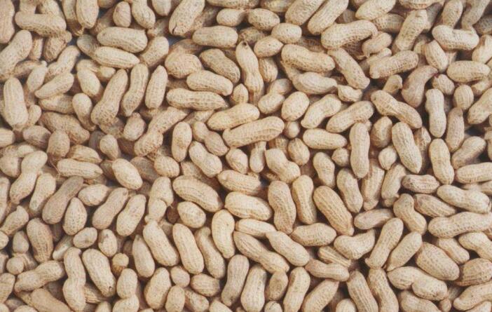 花生批發最新價格,探尋奇妙之旅