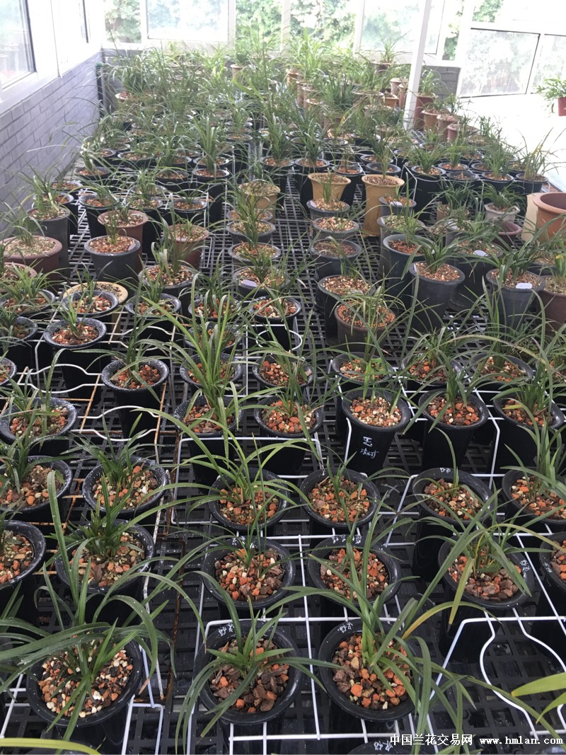 深度洞察2016蘭花市場行情，繁榮背后的故事