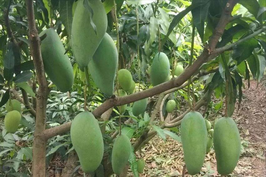 蘋果股票行情詳解，分析與投資決策步驟指南（初學者與進階用戶適用）