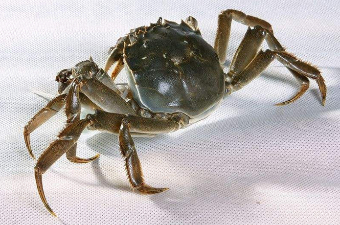 螃蟹的價格揭秘,一次自然美景探索之旅的收獲與體驗