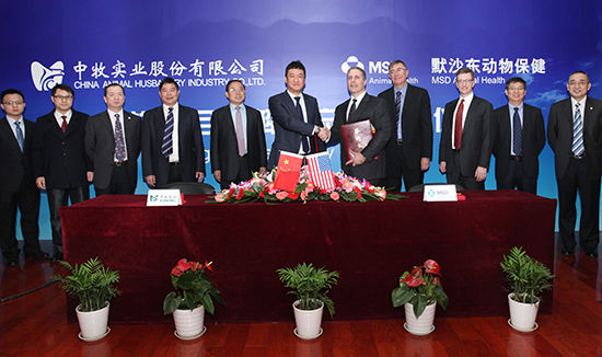 中牧股份最新動態(tài)，行業(yè)巨頭引領畜牧業(yè)發(fā)展