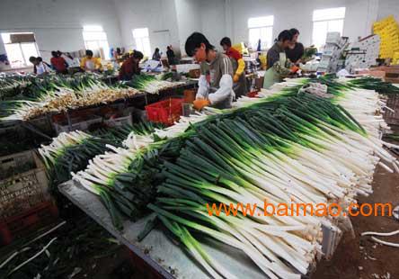 安丘大蔥最新價格動態(tài),安丘大蔥最新價格動態(tài),小巷深處的蔥香秘境