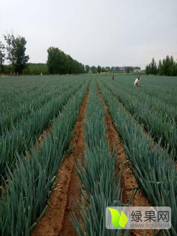 安丘大蔥最新價格動態(tài),安丘大蔥最新價格動態(tài),小巷深處的蔥香秘境