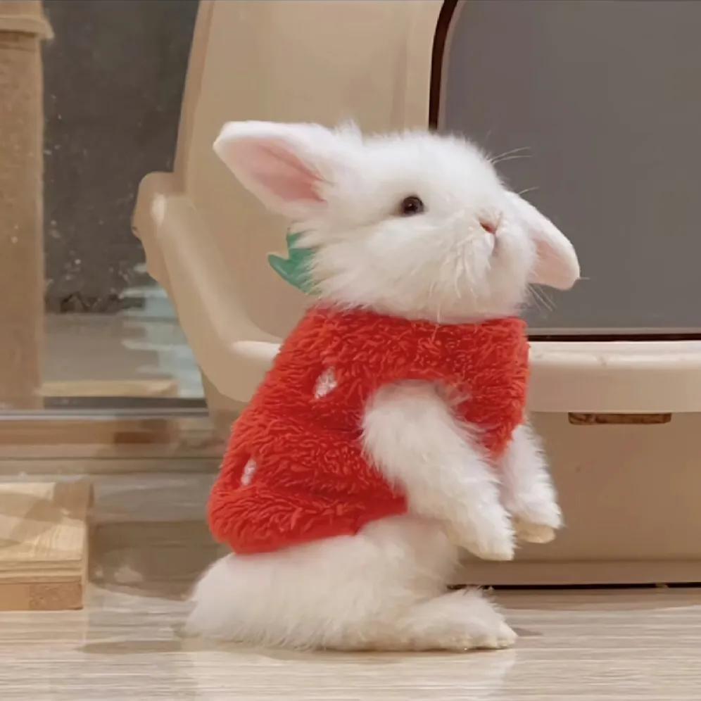 最新可愛頭像，時尚潮流中的萌文化表達新風尚