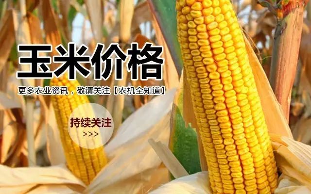 山東玉米最新價格及巷弄深處的玉米香介紹