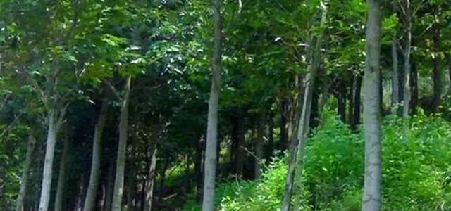 深度解析，5年沉香樹整棵價格全面剖析