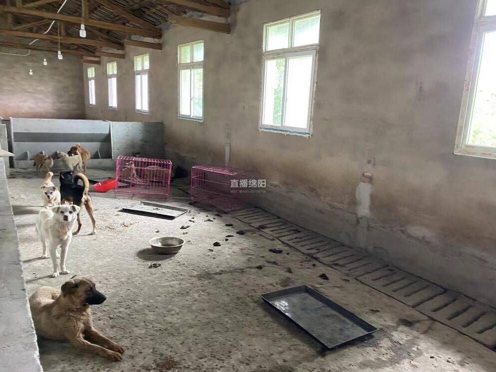 撞狗事件追蹤進展及后續發展