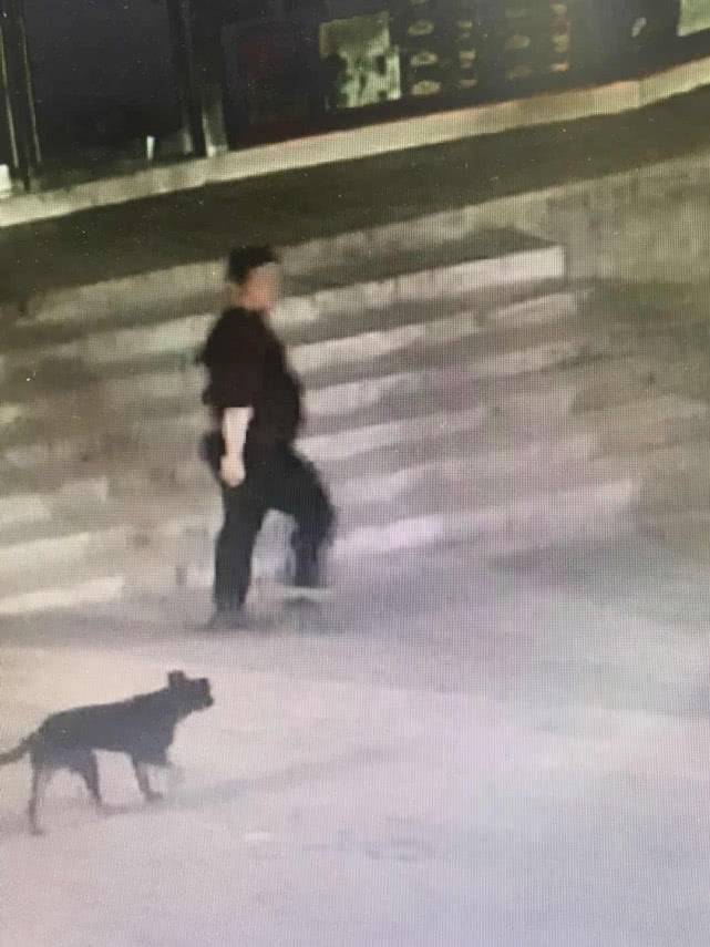 撞狗事件追蹤進展及后續發展