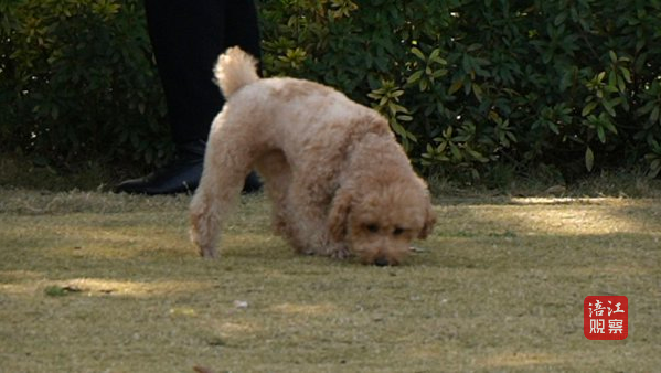 撞狗事件追蹤進展及后續發展