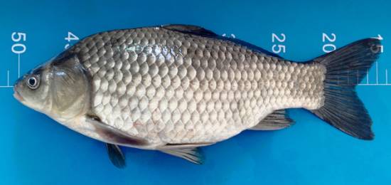 最新鯽魚(yú)品種詳解,探索新品種的魅力