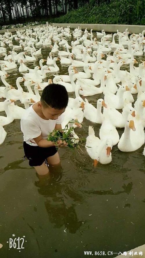 肉鵝行情分析與把握,步驟指南助你洞悉市場動態(tài)