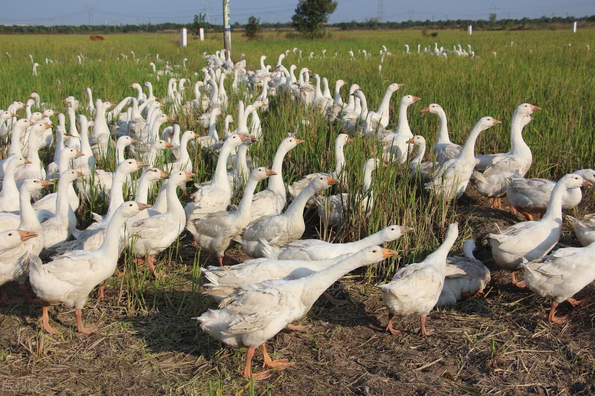 肉鵝行情分析與把握,步驟指南助你洞悉市場動態(tài)