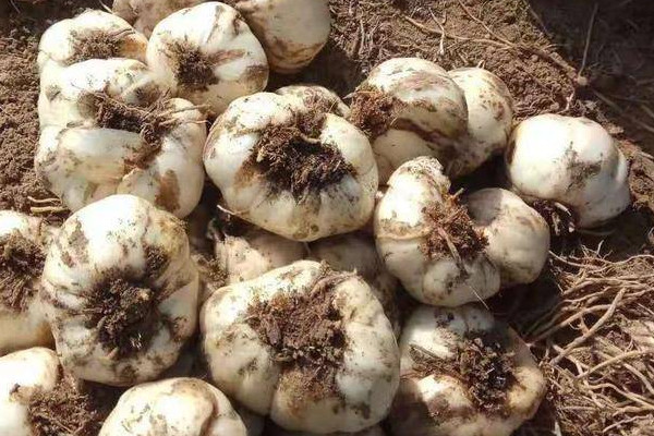 探訪小巷中的獨特百合小店，新鮮百合上市季節揭秘！