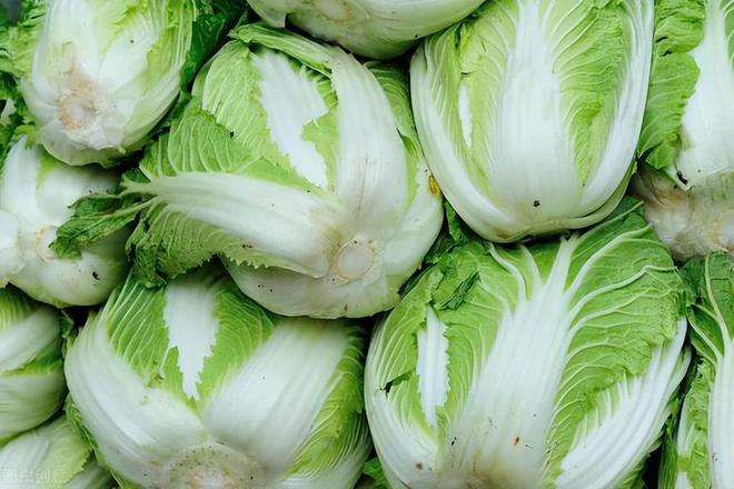 優(yōu)質(zhì)大白菜購(gòu)買(mǎi)指南,價(jià)格查詢(xún)與選購(gòu)要點(diǎn)詳解