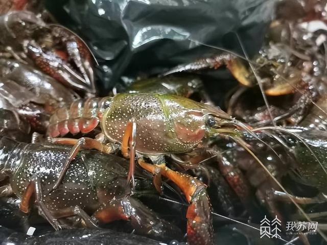 小龍蝦上市公司,產(chǎn)業(yè)繁榮下的多維視角深度剖析