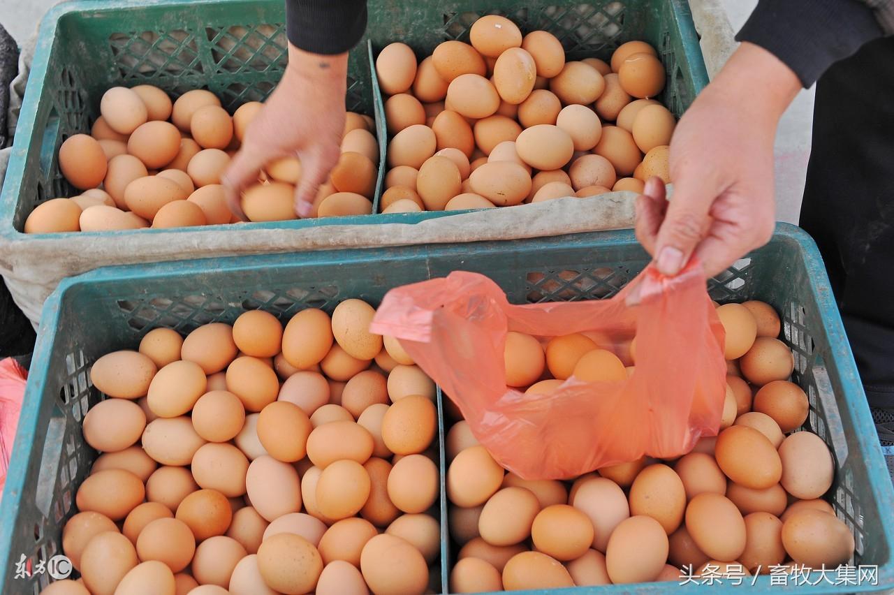 全國雞蛋最新批發價，市場分析、趨勢預測及影響因素全解析