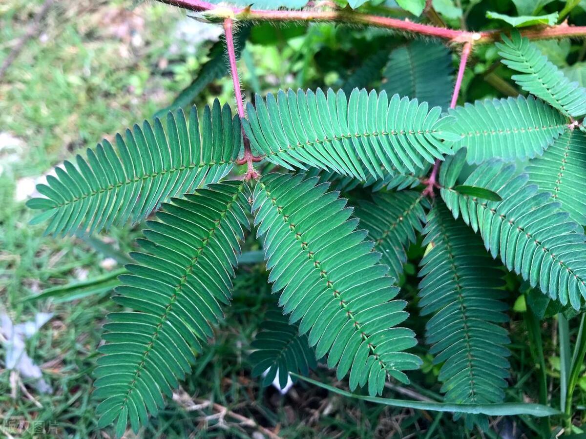 螞蟻莊園近期活動,自然美景探索之旅