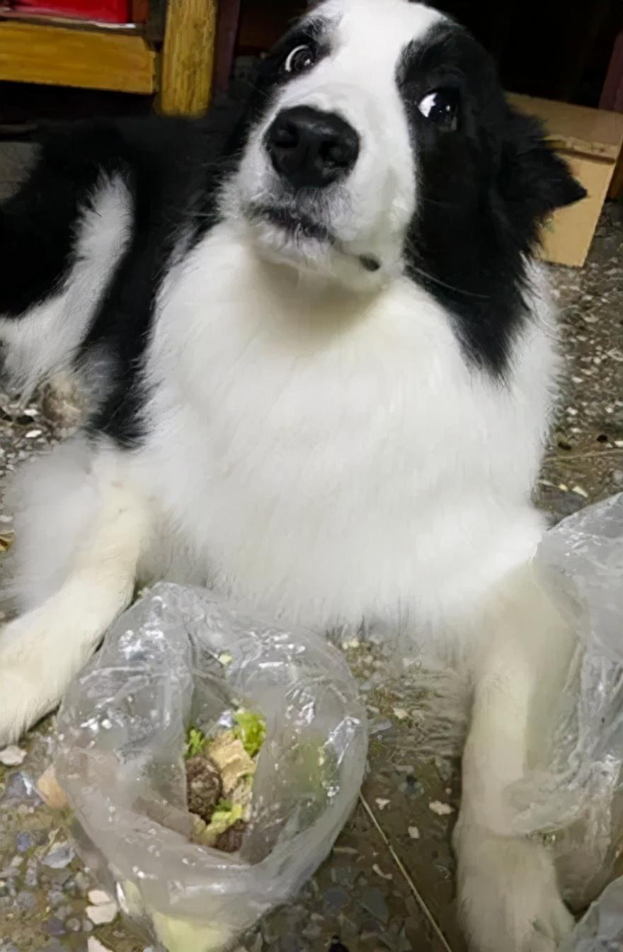 羊奶粉不合格名單背后的故事,探索自然美景之旅的警示