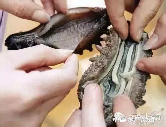 珍貴友情與海參故事，80-100頭海參價格表與珍貴體驗