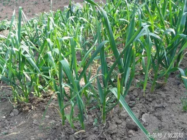 安丘大蒜最新市場價格揭秘，小巷深處的蒜香寶藏！