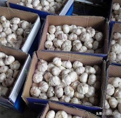 安丘大蒜最新市場價格揭秘,小巷深處的蒜香寶藏!