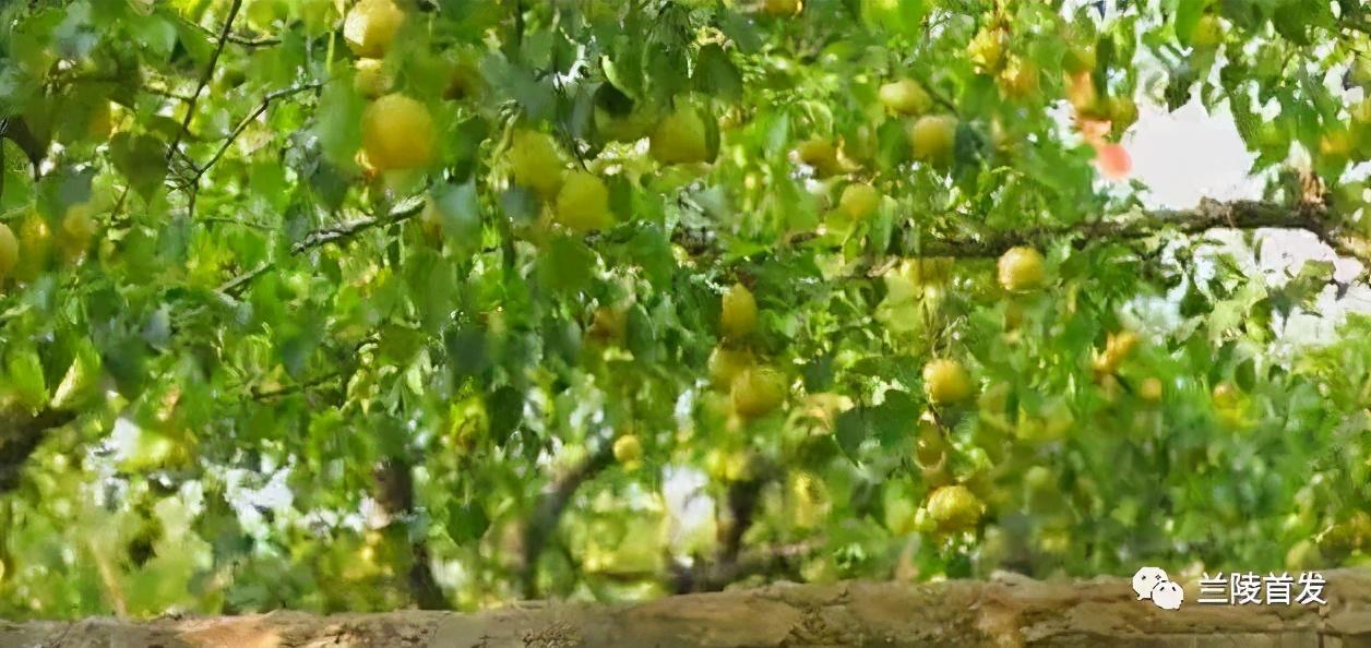 梨樹吧最新動態更新速遞