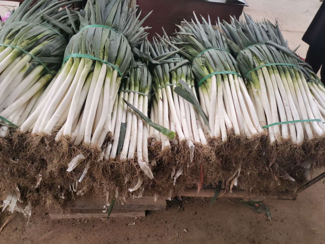 山東大蔥價格行情變化中的學(xué)習(xí)，自信與成就感的源泉