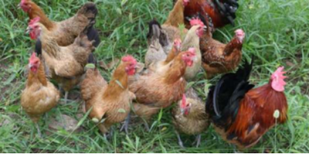 最新母雞品種,最新母雞品種與溫馨農場生活